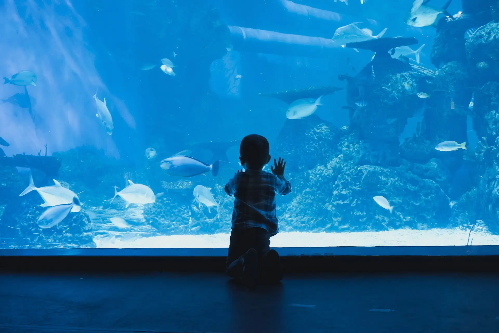 12 Fun Things To Do in Sacramento With Kids