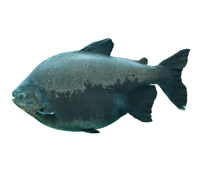 Black Pacu | NorCal Aquarium & Wildlife