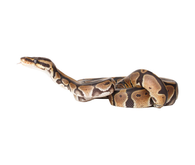 Ball Python | NorCal Aquarium & Wildlife